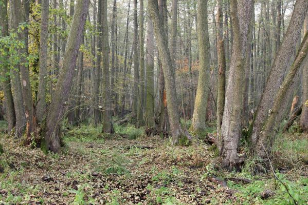 Svätý Jur, 6.11.2015
Śúr, lužní les.
Schlüsselwörter: Svätý Jur Šúr