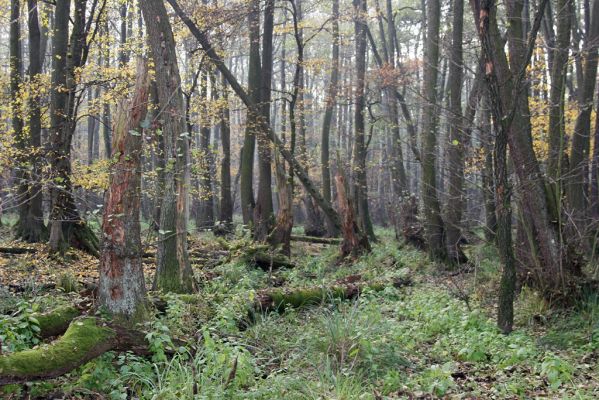 Svätý Jur, 6.11.2015
Śúr, lužní les.
Mots-clés: Svätý Jur Šúr Ampedus pomonae pomorum Aesalus scarabaeoides