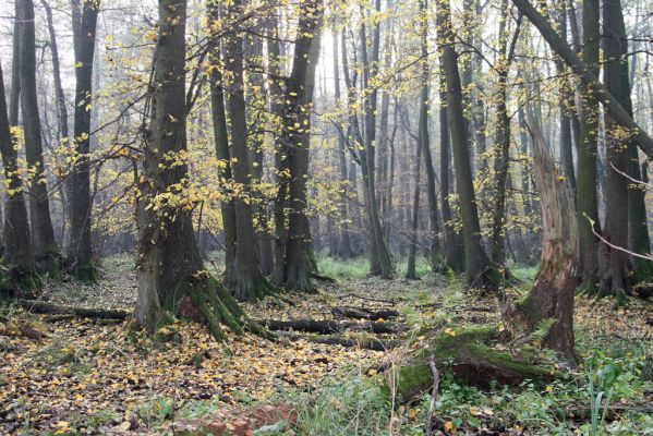 Svätý Jur, 6.11.2015
Śúr, lužní les.
Schlüsselwörter: Svätý Jur Šúr