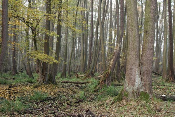 Svätý Jur, 6.11.2015
Śúr, lužní les.
Klíčová slova: Svätý Jur Šúr