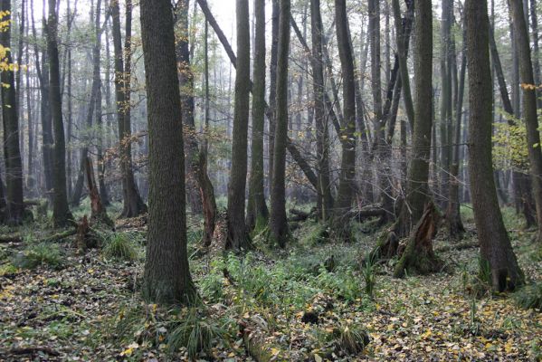 Svätý Jur, 6.11.2015
Śúr, lužní les.
Klíčová slova: Svätý Jur Šúr
