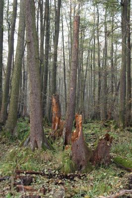 Svätý Jur, 6.11.2015
Śúr, lužní les.
Klíčová slova: Svätý Jur Šúr Ampedus pomonae pomorum Aesalus scarabaeoides