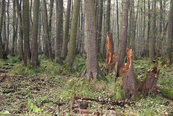 Svätý Jur, 6.11.2015
Śúr, lužní les.
Klíčová slova: Svätý Jur Šúr Ampedus pomonae pomorum Aesalus scarabaeoides