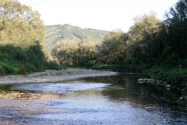 Svidník, 18.9.2014
Meandry Ondavy pod soutokem s Ladomírkou.



Klíčová slova: Svidník řeka Ondava Zorochros dermestoides