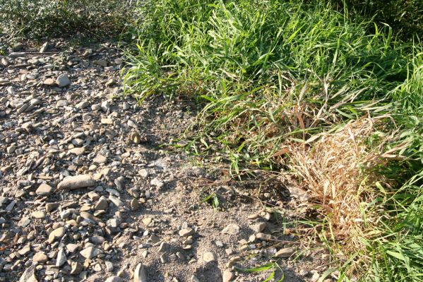 Svidník, 18.9.2014
Meandry Ondavy pod soutokem s Ladomírkou - biotop kovaříka Zorochros meridionalis.



Klíčová slova: Svidník řeka Ondava Zorochros dermestoides