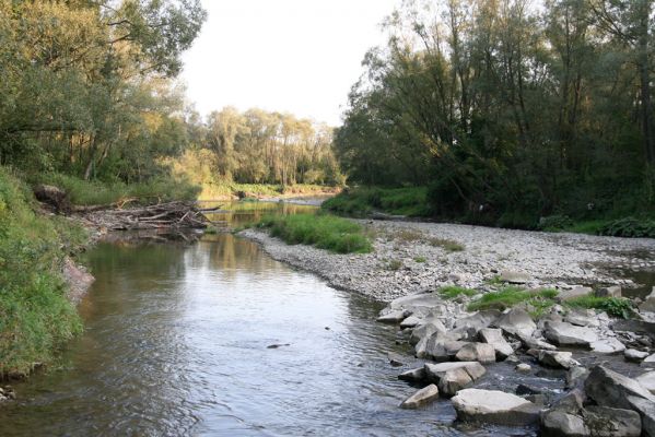 Svidník, 18.9.2014
Meandry Ondavy pod soutokem s Ladomírkou.


Klíčová slova: Svidník řeka Ondava