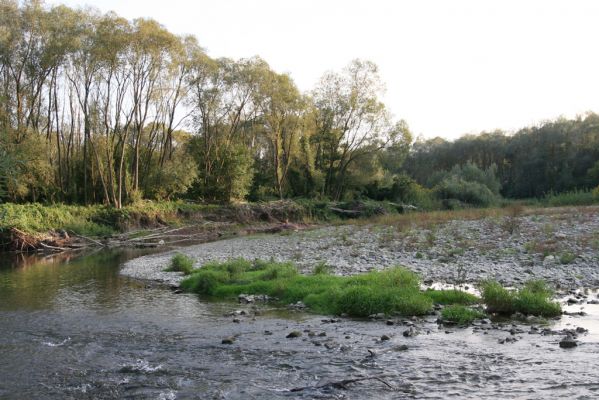 Svidník, 18.9.2014
Meandry Ondavy pod soutokem s Ladomírkou. I ve Svidníku lze nalézt těžbou nenarušené štěrkové náplavy.



Mots-clés: Svidník řeka Ondava