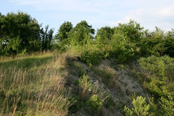 Hradec Králové-Svinárky, 25.7.2008
Východní část stepi. Biotop kovaříka Agriotes gallicus. Z vrcholu zajímavá vyhlídka na Svinárky, řeku Orlici i obec Svinary. 
Schlüsselwörter: Hradec Králové Svinárky step Podhůrská Agriotes gallicus