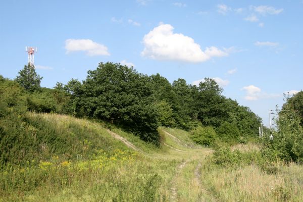 Svinary, vrch Dehetník, 7.8.2009
Stepní vegetace na svazích nad železniční tratí.
Keywords: Hradec Králové Svinary Svinárky Dehetník Agriotes gallicus