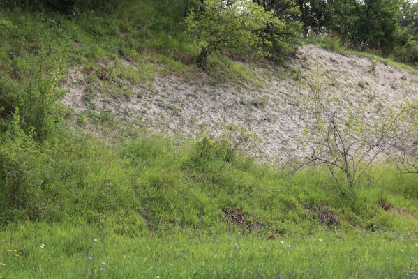 Dolany, Svinišťany, 22.7.2021
Vinice - pohled na terasu s bílou strání.
Klíčová slova: Dolany Svinišťany Vinice Agriotes gallicus