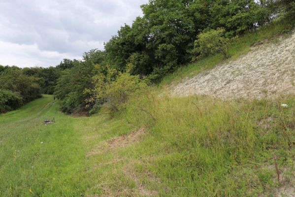 Dolany, Svinišťany, 22.7.2021
Vinice - pohled na terasu s bílou strání.
Schlüsselwörter: Dolany Svinišťany Vinice Agriotes gallicus