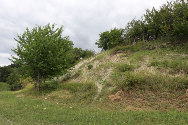 Dolany, Svinišťany, 22.7.2021
Vinice - pohled na terasu s bílou strání.
Mots-clés: Dolany Svinišťany Vinice Agriotes gallicus