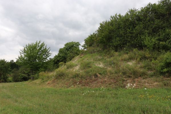 Dolany, Svinišťany, 22.7.2021
Vinice - pohled na terasu s bílou strání.
Keywords: Dolany Svinišťany Vinice Agriotes gallicus