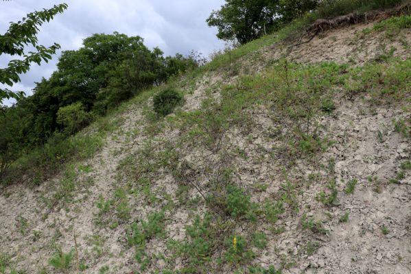 Dolany, Svinišťany, 22.7.2021
Vinice - pohled na terasu s bílou strání.
Klíčová slova: Dolany Svinišťany Vinice Agriotes gallicus