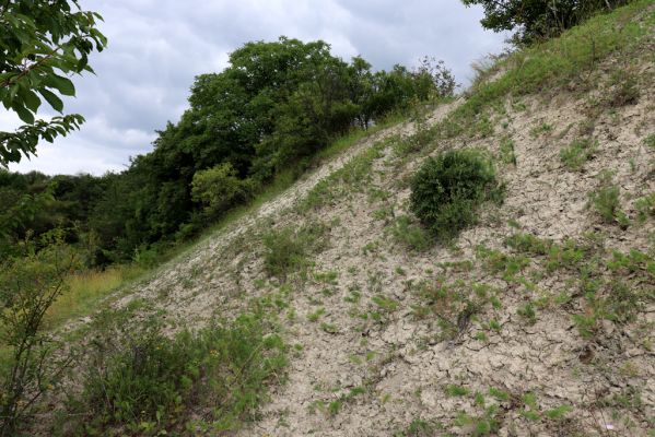 Dolany, Svinišťany, 22.7.2021
Vinice - pohled na terasu s bílou strání.
Klíčová slova: Dolany Svinišťany Vinice Agriotes gallicus