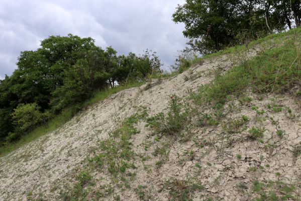 Dolany, Svinišťany, 22.7.2021
Vinice - pohled na terasu s bílou strání.
Klíčová slova: Dolany Svinišťany Vinice Agriotes gallicus