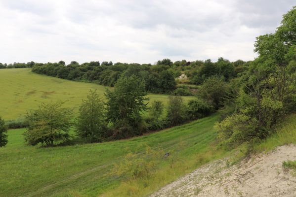 Dolany, Svinišťany, 22.7.2021
Vinice - pohled na terasu s bílou strání.
Keywords: Dolany Svinišťany Vinice Agriotes gallicus ustulatus