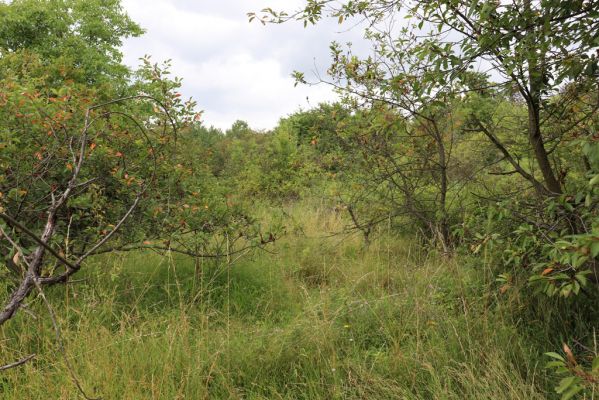 Dolany, Svinišťany, 22.7.2021
Vinice - pohled na zarůstající terasu bývalého ovocného sadu.
Keywords: Dolany Svinišťany Vinice