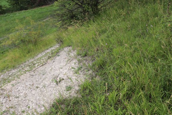 Dolany, Svinišťany, 22.7.2021
Vinice - pohled na terasu s bílou strání.
Klíčová slova: Dolany Svinišťany Vinice Agriotes gallicus