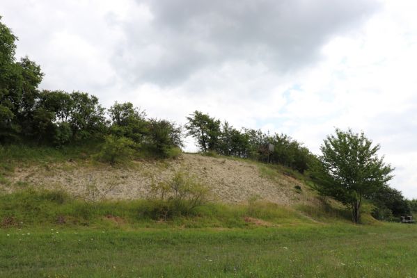 Dolany, Svinišťany, 22.7.2021
Vinice - pohled na terasu s bílou strání.
Klíčová slova: Dolany Svinišťany Vinice Agriotes gallicus