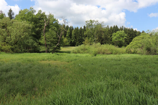 Křižánky, České Milovy, 11.5.2023
Niva Svratky.
Keywords: Křižánky České Milovy niva Svratky Aplotarsus incanus