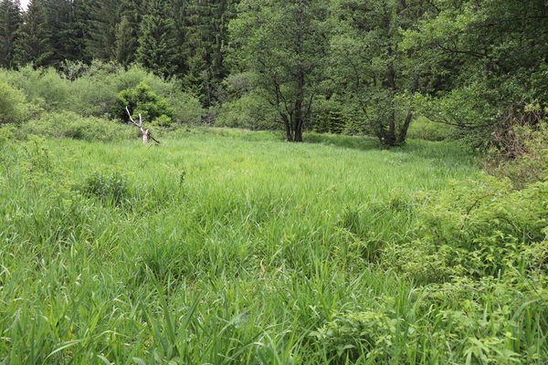 Svratka, 11.6.2023
Meandry Svratky nad přehradou.
Klíčová slova: Svratka meandry Svratky nad přehradou Aplotarsus incanus