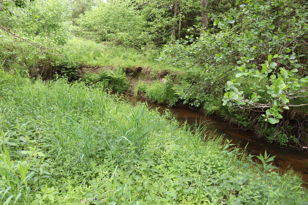 Svratka, 11.6.2023
Meandry Svratky nad přehradou.
Klíčová slova: Svratka meandry Svratky nad přehradou Aplotarsus incanus