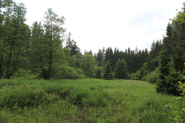 Svratka, 11.6.2023
Meandry Svratky nad přehradou.
Klíčová slova: Svratka meandry Svratky nad přehradou Aplotarsus incanus