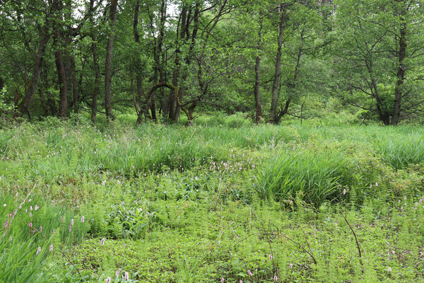 Svratka, 11.6.2023
Meandry Svratky nad přehradou.
Schlüsselwörter: Svratka meandry Svratky nad přehradou Aplotarsus incanus