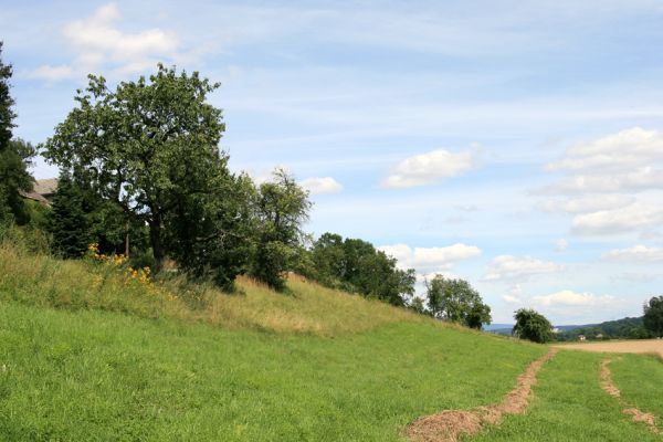 Synkov, 29.7.2009
Pohled na ovocné stromy a formace suchých trávníků na svahu pod vsí.
Schlüsselwörter: Synkov Anthaxia candens