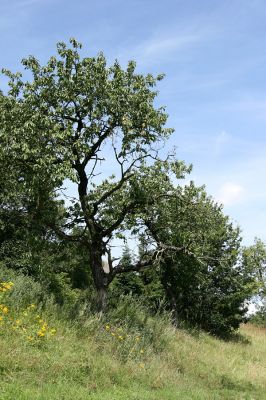 Synkov, 29.7.2009
Třešeň osídlená krasci třešňovými.
Klíčová slova: Synkov Anthaxia candens