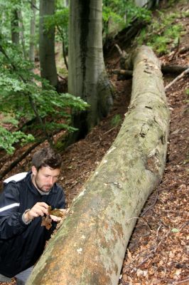 Szentendre, 27.6.2013
Pilišské vrchy – Sztaravoda env. Kolega Tamás Németh a biotop dřevomila Otho spondyloides.


Schlüsselwörter: Szentendre Pilis hills Sztara voda Otho spondyloides Tamás Németh