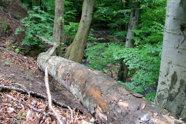 Szentendre, 27.6.2013
Pilišské vrchy – Sztaravoda env. Biotop dřevomila Otho spondyloides.



Schlüsselwörter: Szentendre Pilis hills Sztara voda Otho spondyloides