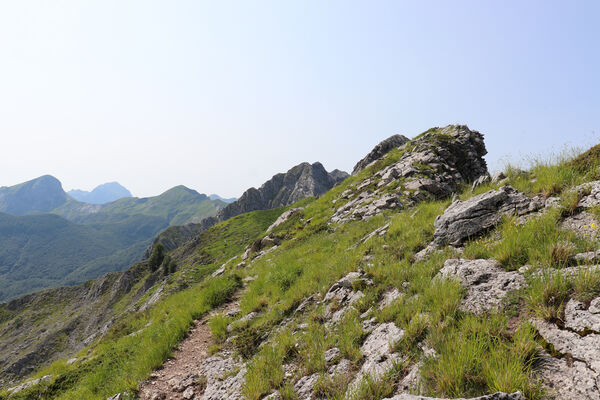 Toscana, Vagli Sotto, Alpi Apuane, 18.6.2023
Passo della Tambura - Monte Tambura.
Mots-clés: Toscana Vagli Sotto Alpi Apuane Monte Tambura Anostirus marginatus