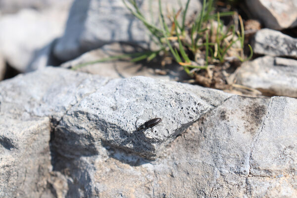 Toscana, Vagli Sotto, Alpi Apuane, 18.6.2023
Passo della Tambura - Monte Tambura. Kovařík Anostirus marginatus.
Schlüsselwörter: Toscana Vagli Sotto Alpi Apuane Monte Tambura Anostirus marginatus