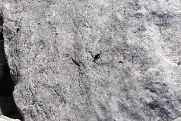 Toscana, Vagli Sotto, Alpi Apuane, 18.6.2023
Monte Tambura - kovařík Anostirus marginatus.
Schlüsselwörter: Toscana Vagli Sotto Alpi Apuane Monte Tambura Anostirus marginatus