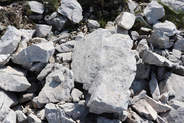 Toscana, Vagli Sotto, Alpi Apuane, 18.6.2023
Monte Tambura - kovařík Anostirus marginatus.
Klíčová slova: Toscana Vagli Sotto Alpi Apuane Monte Tambura Anostirus marginatus