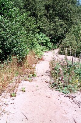 Tanvald, 30.7.2004
Pískový náplav Kamenice u Chudeřína. Biotop kovaříka Negastrius pulchellus.
Klíčová slova: Tanvald řeka Kamenice Negastrius pulchellus