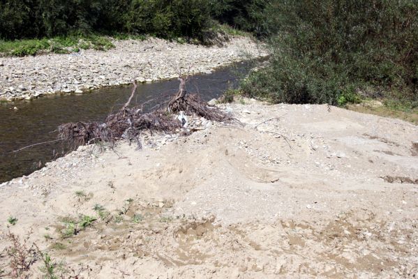 Tarnov - Sveržov, 17.9.2014
Meandry Kamence - písčité náplavy jsou domorodci vyhledávány a odtěžovány.



Mots-clés: Tarnov Sveržov řeka Kamenec