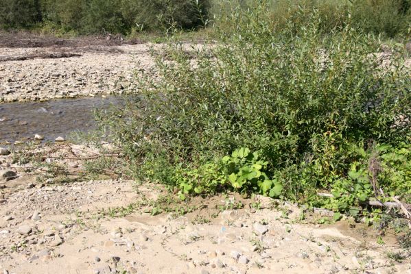 Tarnov - Sveržov, 17.9.2014
Meandry Kamence.



Schlüsselwörter: Tarnov Sveržov řeka Kamenec Zorochros dermestoides meridionalis