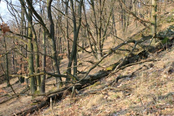 Tavíkovice, 14.3.2007
Přirozený listnatý les v údolí Rokytné mezi Tavíkovicemi a Bendovým Mlýnem. Vzácný a ohrožený biotop ČR.
Schlüsselwörter: Tavíkovice Rokytná