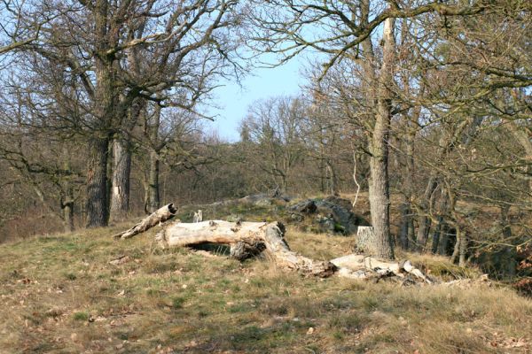 Tavíkovice, 14.3.2007
Malá stepka nad údolím Rokytné mezi Tavíkovicemi a Bendovým Mlýnem.
Schlüsselwörter: Tavíkovice Rokytná Cardiophorus gramineus Ampedus balteatus