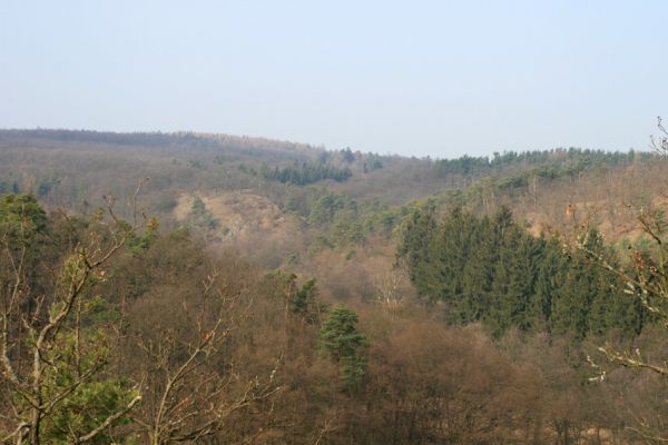 Tavíkovice, 14.3.2007
Údolí Rokytné mezi Tavíkovicemi a Bendovým Mlýnem. Pohled na izolovaný stepní ostrůvek (Loc: 49°2'44.531"N, 16°7'23.433"E)
Keywords: Tavíkovice Rokytná