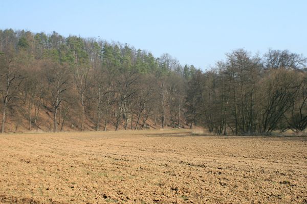 Tavíkovice, 14.3.2007
Údolí Rokytné mezi Tavíkovicemi a Bendovým Mlýnem. Listnaté stromy na okraji svahu hostí druhy Calambus bipustulatus a Aulonothroscus brevicollis.
Mots-clés: Tavíkovice Rokytná Calambus bipustulatus Aulonothroscus brevicollis