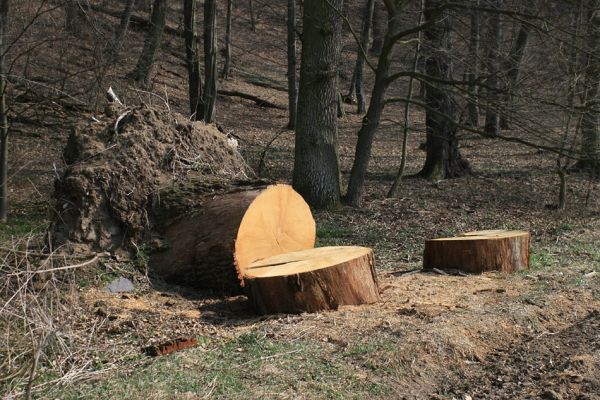 Tavíkovice, 14.3.2007
Vyvrácený rozřezaný kmen dubu na úpatí jižního svahu u levého břehu Rokytné u Nového Mlýna.
Klíčová slova: Tavíkovice Rokytná