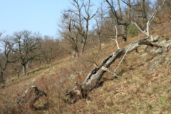 Tavíkovice, 14.3.2007
Lesostep se starými duby na jižním svahu nad Rokytnou u Nového Mlýna.
Klíčová slova: Tavíkovice Rokytná Cardiophorus gramineus erichsoni Quasimus minutissimus