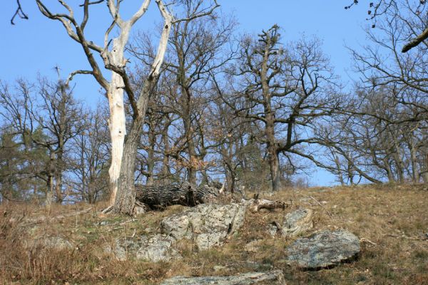 Tavíkovice, 14.3.2007
Lesostep se starými duby na jižním svahu nad Rokytnou u Nového Mlýna.
Schlüsselwörter: Tavíkovice Rokytná Cardiophorus gramineus erichsoni Quasimus minutissimus