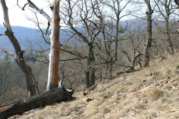 Tavíkovice, 14.3.2007
Lesostep se starými duby na jižním svahu nad Rokytnou u Nového Mlýna.
Klíčová slova: Tavíkovice Rokytná Cardiophorus gramineus erichsoni Quasimus minutissimus