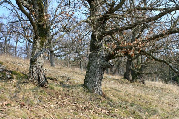 Tavíkovice, 14.3.2007
Lesostep se starými duby na jižním svahu nad Rokytnou u Nového Mlýna.
Schlüsselwörter: Tavíkovice Rokytná Cardiophorus gramineus erichsoni Quasimus minutissimus Ischnodes sanguinicollis