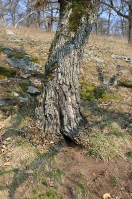 Tavíkovice, 14.3.2007
Lesostep se starými duby na jižním svahu nad Rokytnou u Nového Mlýna. Dutina u paty kmene osídlená kovaříky Ischnodes sanguinicollis a Cardiophorus gramineus.
Klíčová slova: Tavíkovice Rokytná Cardiophorus gramineus Ischnodes sanguinicollis